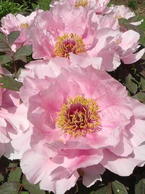 Paeonia suffruticosa 'Niigata Tenn Yio No Mai' fleur